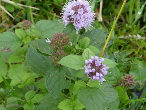 Water mint (Mentha aquatica)