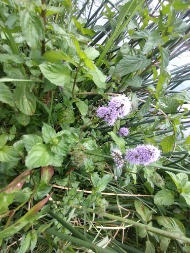 Water mint (Mentha aquatica)