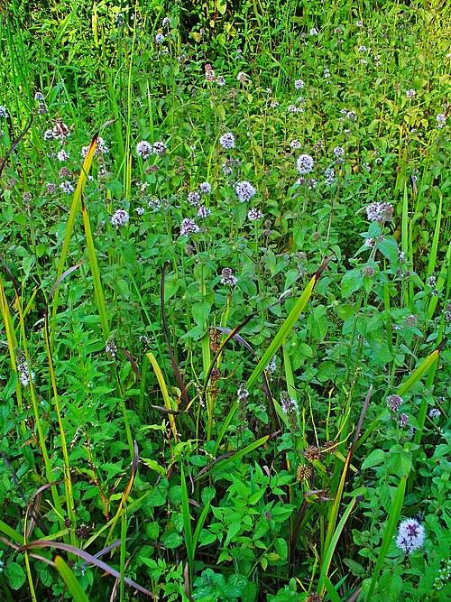 Water mint: Mentha aquatica , Lamiaceae, Water Mint, habitus; Karlsruhe, Germany.