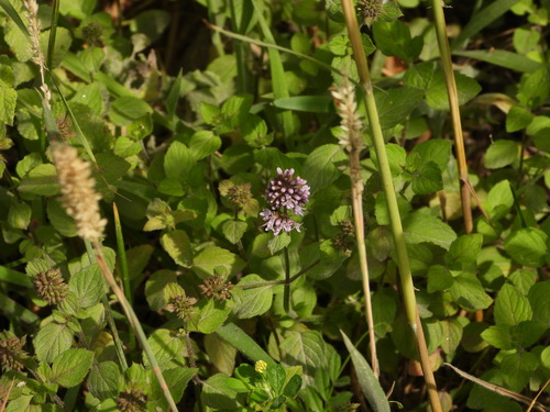 Water mint (Mentha aquatica)