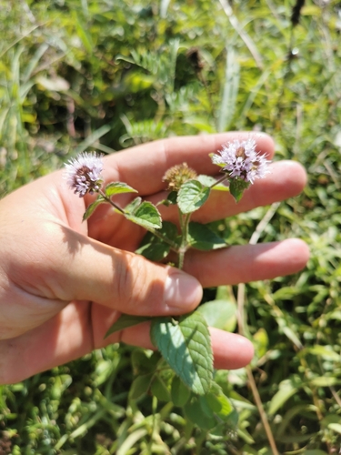 Water mint (Mentha aquatica)