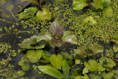 Water mint (Mentha aquatica)
