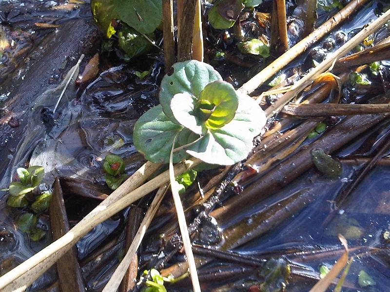 Water mint: Young Water Mint (Mentha aquatica) in London, England.