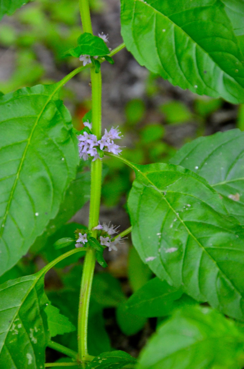 Corn mint: Mentha arvensis