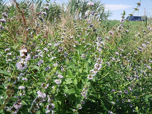 Corn mint: A common mint and seemingly a good colonizer of wetlands at lower elevations in this area of southwestern Montana.