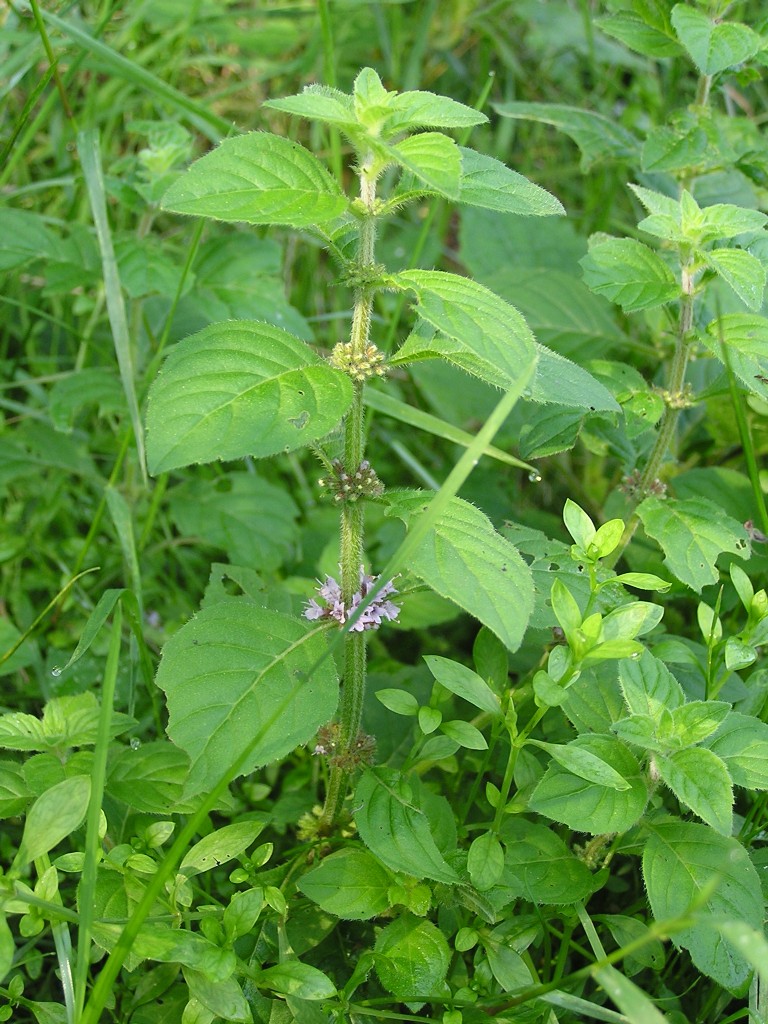 Corn mint: Ackerminze