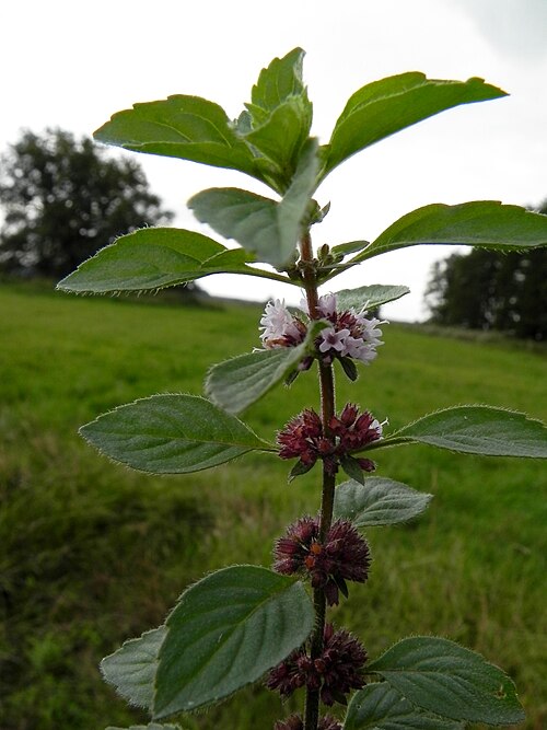 Corn mint: Corn Mint, Field Mint