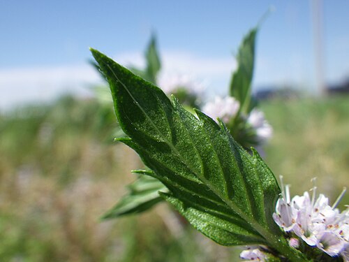 Corn mint: A common mint and seemingly a good colonizer of wetlands at lower elevations in this area of southwestern Montana.