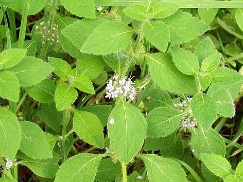 Corn mint: Corn Mint ( Mentha arvensis ). Tiny flowers with hairy leaves. Pryor's Wood, Stevenage. 10 September 2009.
