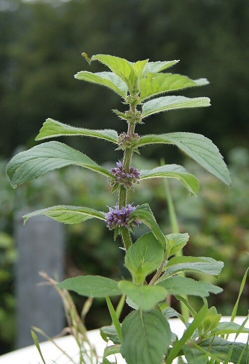Corn mint: Mentha arvensis