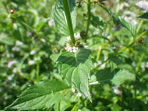 Corn mint: A common mint and seemingly a good colonizer of wetlands at lower elevations in this area of southwestern Montana.