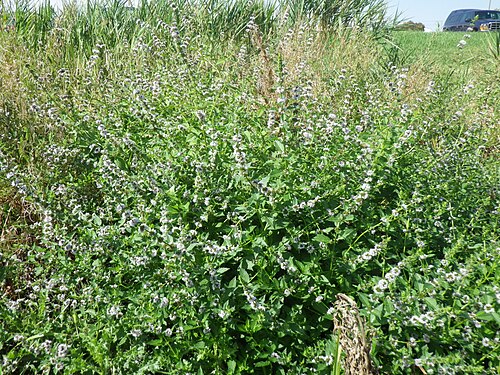 Corn mint: A common mint and seemingly a good colonizer of wetlands at lower elevations in this area of southwestern Montana.
