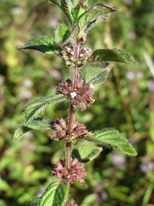 Corn mint: Ackerminze ( Mentha arvensis ) im Schwetzinger Hardt