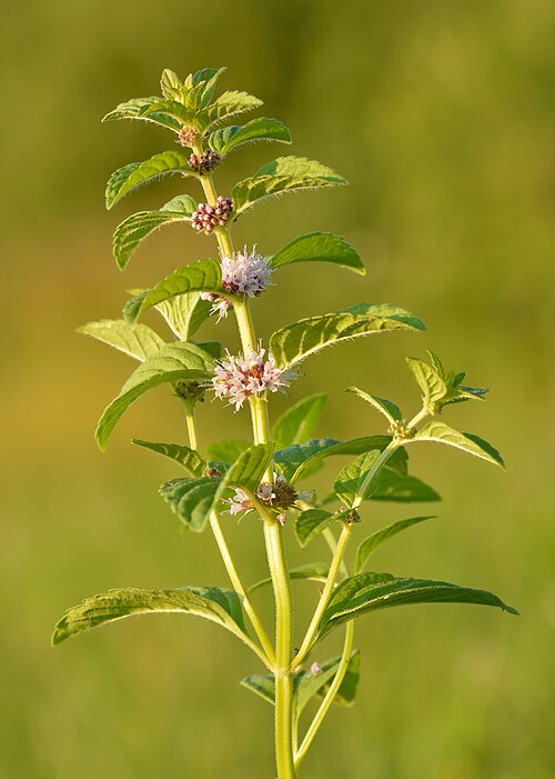 Corn mint: Mentha arvensis - field mint in Keila, Northwestern Estonia