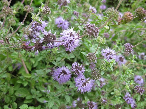 Pennyroyal: This photo is from Gardenology.org and is available under CC-BY-SA 3.0 license. If you use it, please include attribution to Gardenology.org, with a link if the