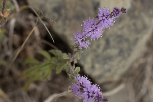 Pennyroyal (Mentha pulegium)