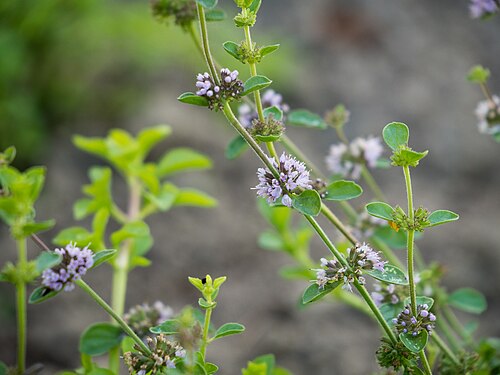Pennyroyal: Die Polei-Minze (Mentha pulegium), Polei oder Flohkraut