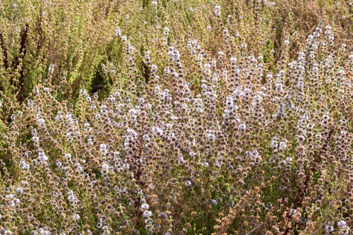 Pennyroyal (Mentha pulegium)