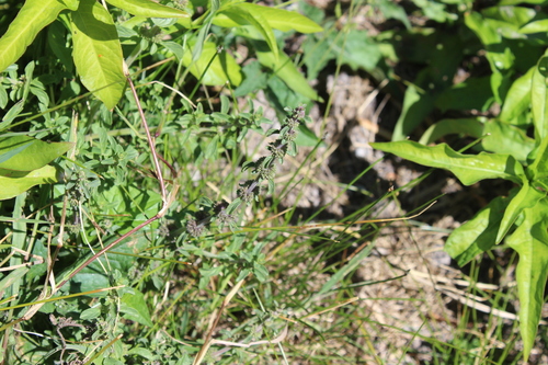 Pennyroyal (Mentha pulegium)