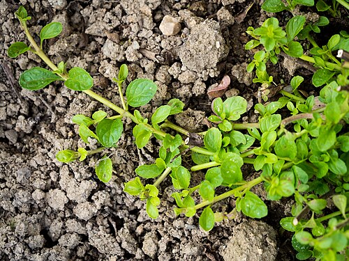 Pennyroyal: Die Polei-Minze (Mentha pulegium), Polei oder Flohkraut