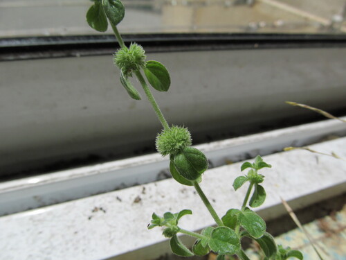 Pennyroyal (Mentha pulegium)