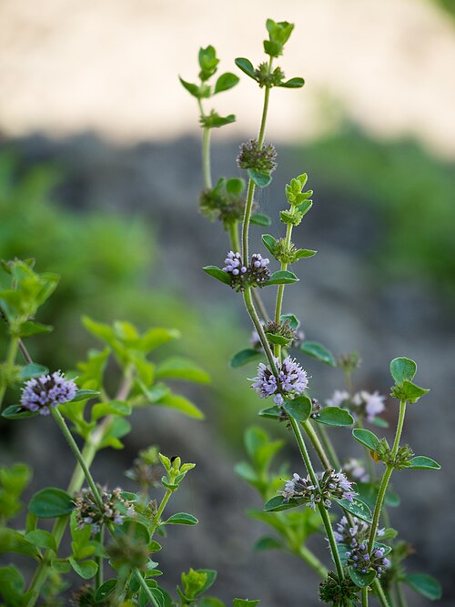 Pennyroyal: Die Polei-Minze (Mentha pulegium), Polei oder Flohkraut
