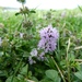 Pennyroyal (Mentha pulegium)