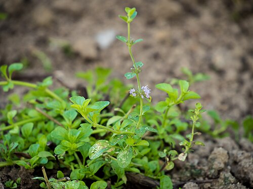 Pennyroyal: Die Polei-Minze (Mentha pulegium), Polei oder Flohkraut