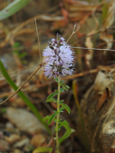 Pennyroyal (Mentha pulegium)