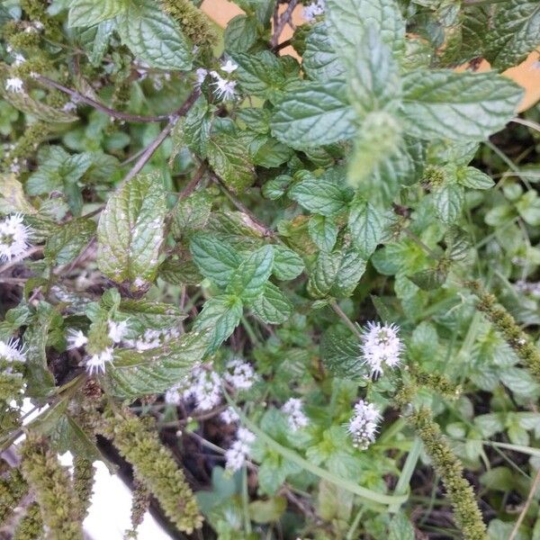 Spearmint (Mentha spicata)