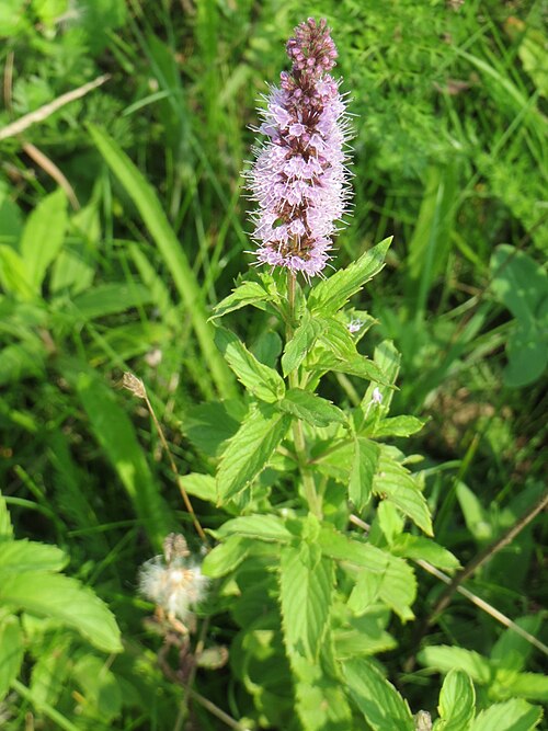 Spearmint: Grüne Minze ( Mentha spicata ) am Kriegbach bei Neulußheim