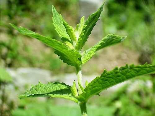Spearmint: (en) w:Spearmint ( Mentha spicata ) (de) w:de:Grüne Minze ( Mentha spicata ) Aufnahmeort: Schweiz Bearbeitung: de:GIMP Kontrast angepasst (Kurven) Helligkeitswe