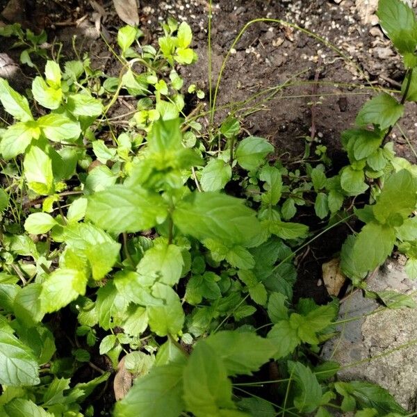 Spearmint (Mentha spicata)