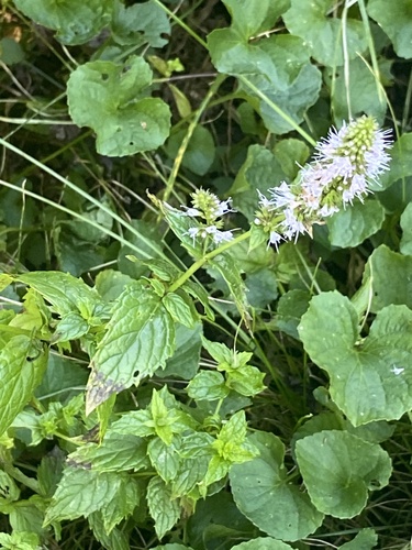Spearmint (Mentha spicata)