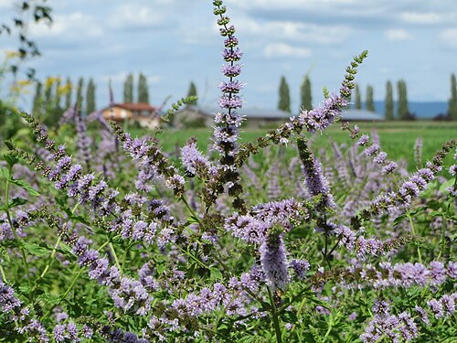 Spearmint: Grüne Minze ( Mentha spicata ) bei Hockenheim