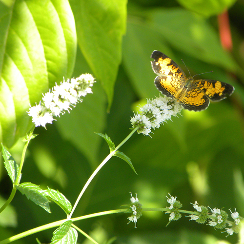 Spearmint (Mentha spicata)