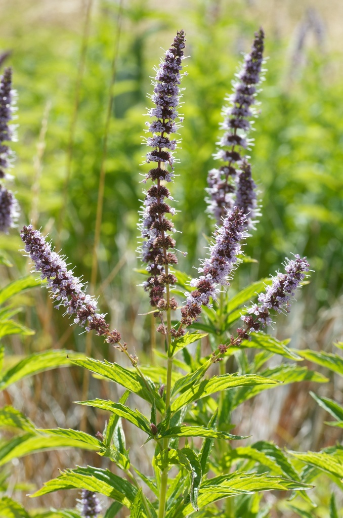 Spearmint (Mentha spicata)