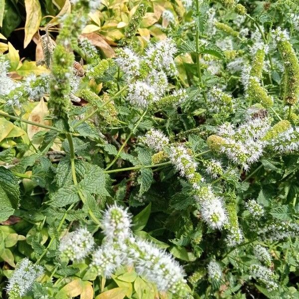 Spearmint (Mentha spicata)