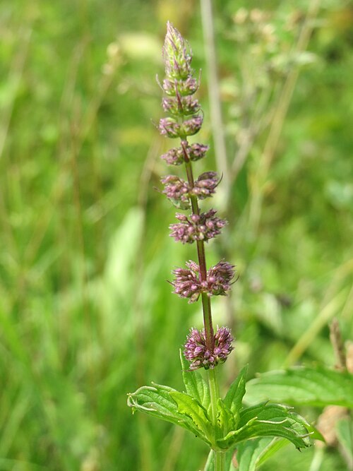 Spearmint: Grüne Minze ( Mentha spicata ) am Kriegbach bei Neulußheim
