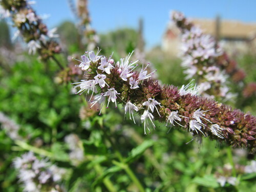 Spearmint (Mentha spicata)