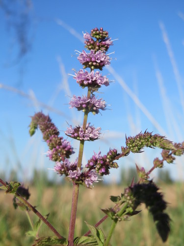 Spearmint (Mentha spicata)