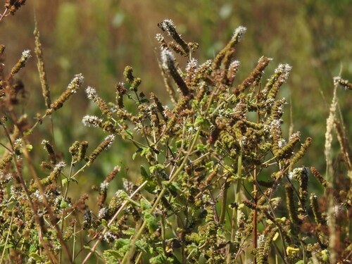 Apple mint (Mentha suaveolens)