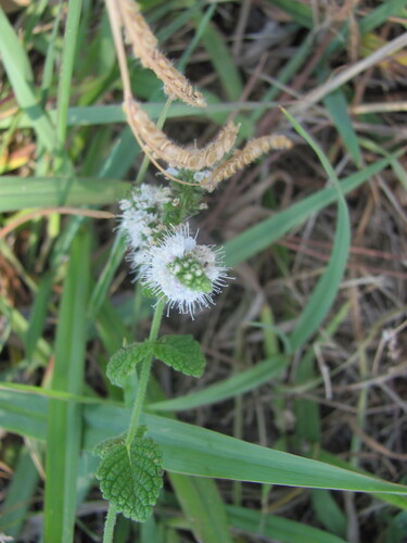 Apple mint (Mentha suaveolens)