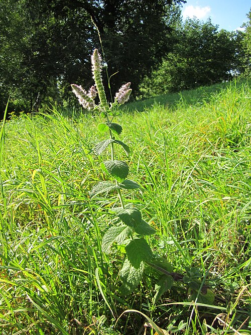 Apple mint: Rundblättrige Minze ( Mentha suaveolens ) an der Saar in Saarbrücken