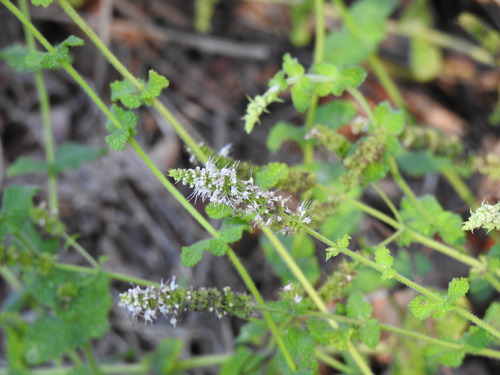 Apple mint (Mentha suaveolens)