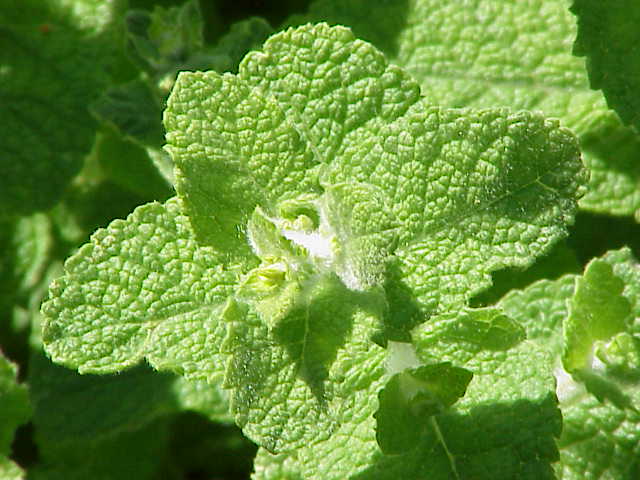 Apple mint: Species : ' Mentha rotundifolia' Family : Labiatae Image No. 1