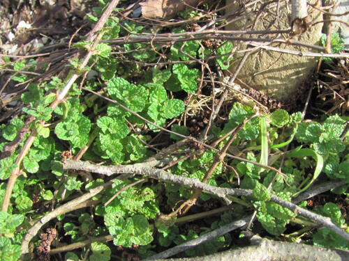 Apple mint (Mentha suaveolens)