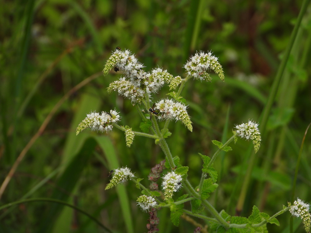 Apple mint (Mentha suaveolens)
