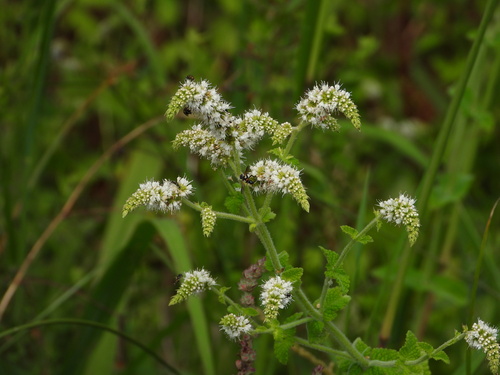 Apple mint