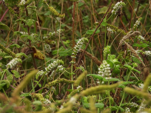 Apple mint (Mentha suaveolens)